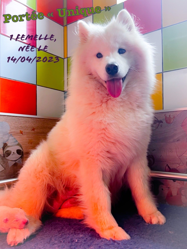 Chiot Samoyède of Snow Yanola
