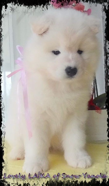 Chiot Samoyède of Snow Yanola