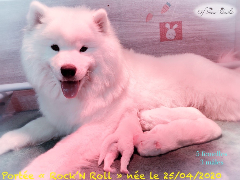 Chiot Samoyède of Snow Yanola