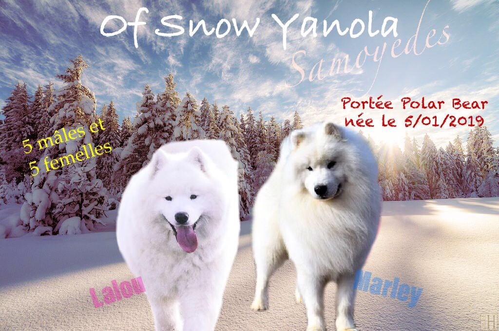 Chiot Samoyède of Snow Yanola