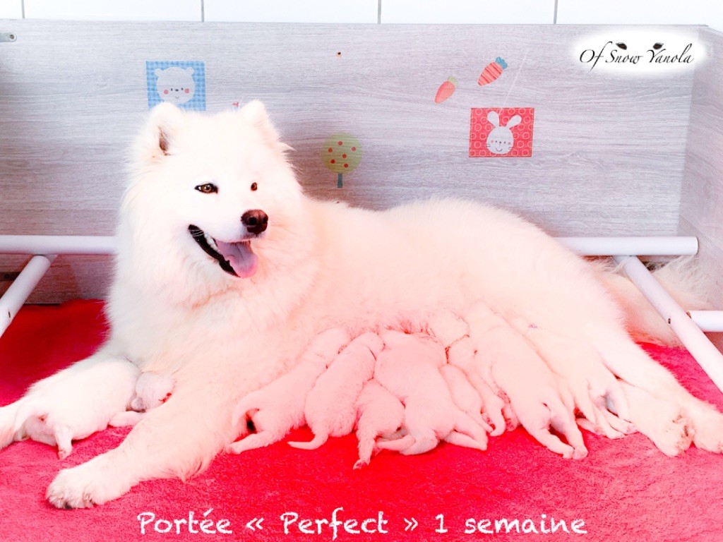 Chiot Samoyède of Snow Yanola